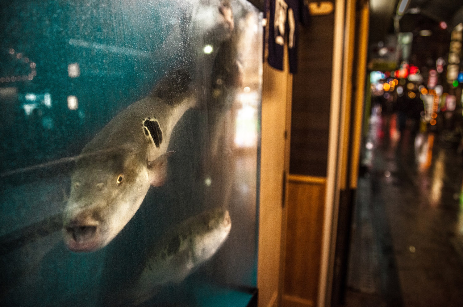 Poisonous Blowfish (fugu) stare out from their tank onto downtown city streets, Osaka