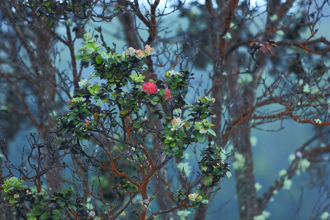 Beautiful trees emerge from the volcanic landscape in Hawaii Volcanoes National Park, a great place to go hiking in hawaii