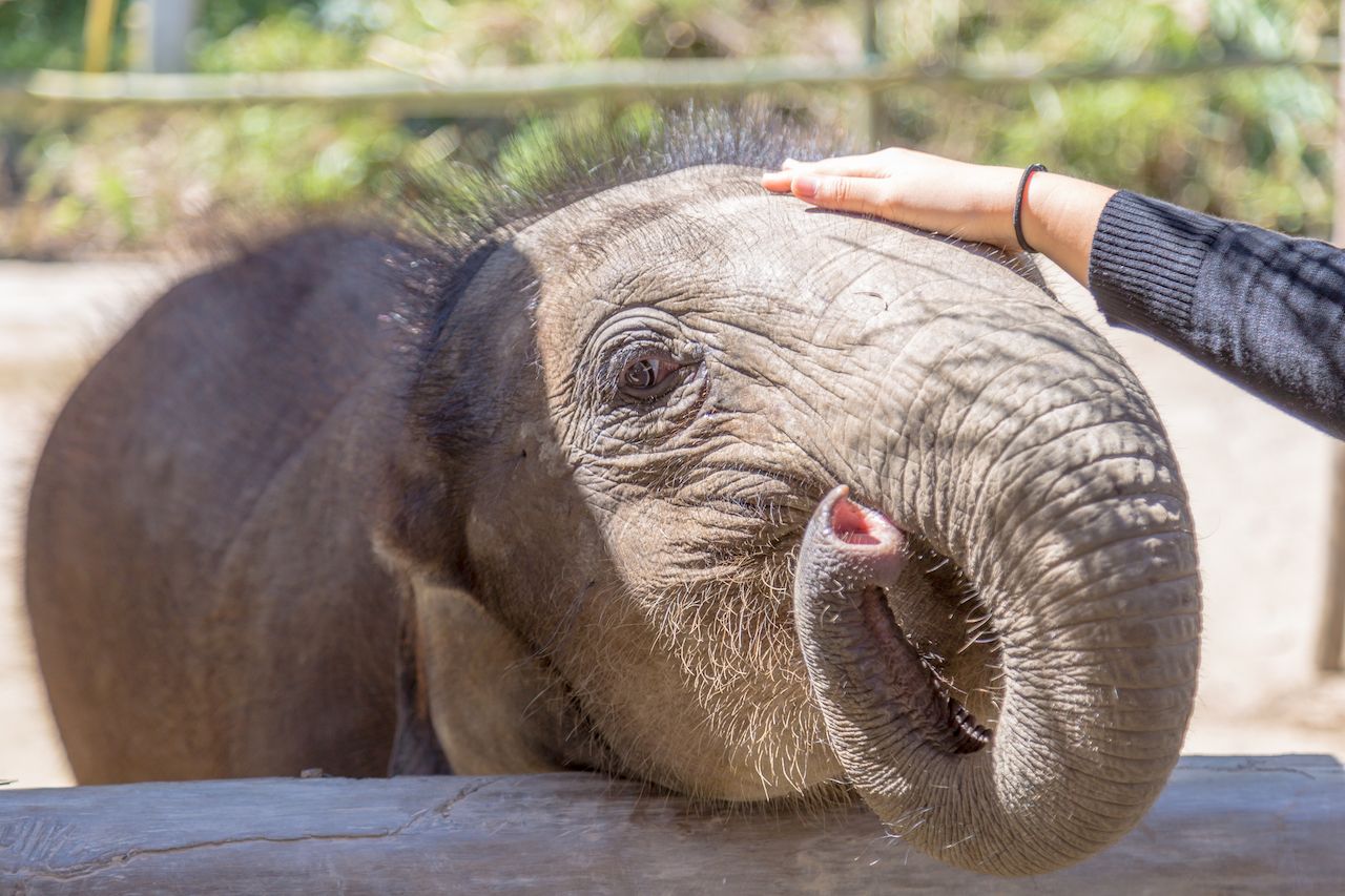 Baby elephants are 8 months old in Chiang Rai Elephant Camp