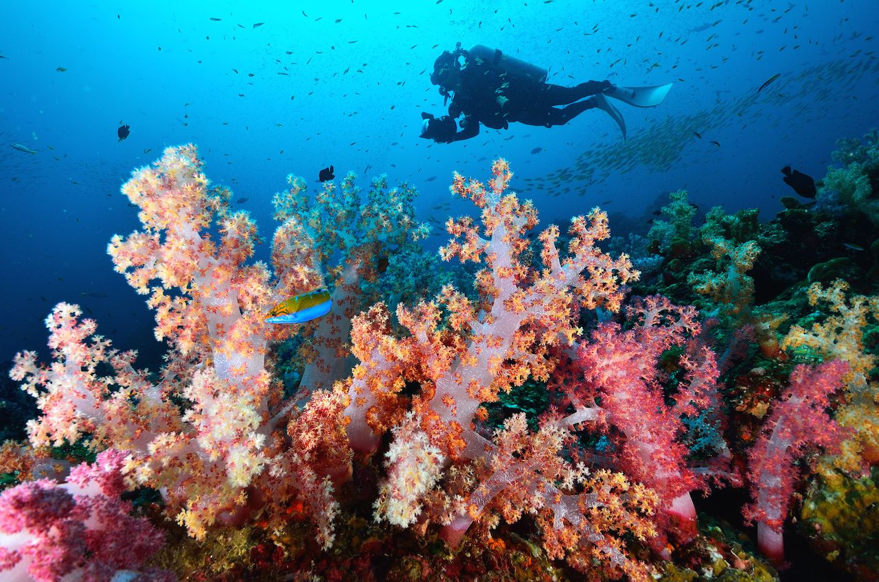 Soft Coral Colony, Similan Island Thailand